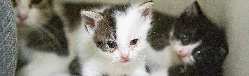 ARL Takes in More Than 75 Cats from Overcrowding Situations - Animal Rescue  League of Boston